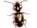 Bembidion quadrimaculatum